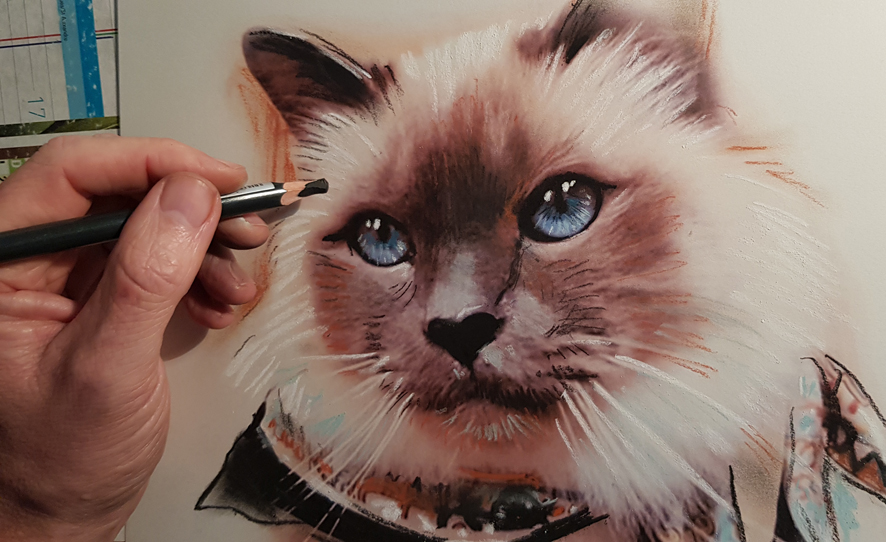 portrait animalier dessin de chat au pastel et fusain 