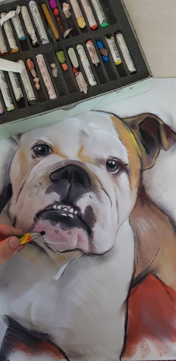 commander un portrait animalier bouledogue anglais au pastel et fusain portraitiste caricaturiste professionnel