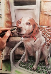portrait animalier chien epagnol breton par un portraitiste en direct sur (...)