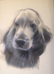 portrait dessin de Cocker au fusain