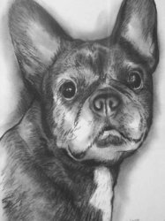 portrait chien bouledoque N/B