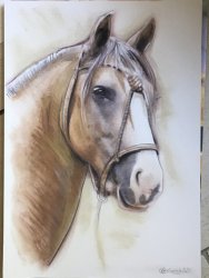 portrait pastel et fusain d'un cheval en buste