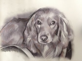 Portrait fusain de chien