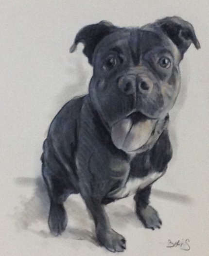 portrait fusain Chien boxer dessin avec esquisse au crayon par un portraitiste Sur Toulouse bordeaux