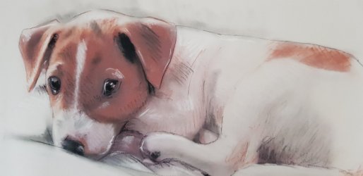 portrait pastel de chien jack russel sur commande dapres photo